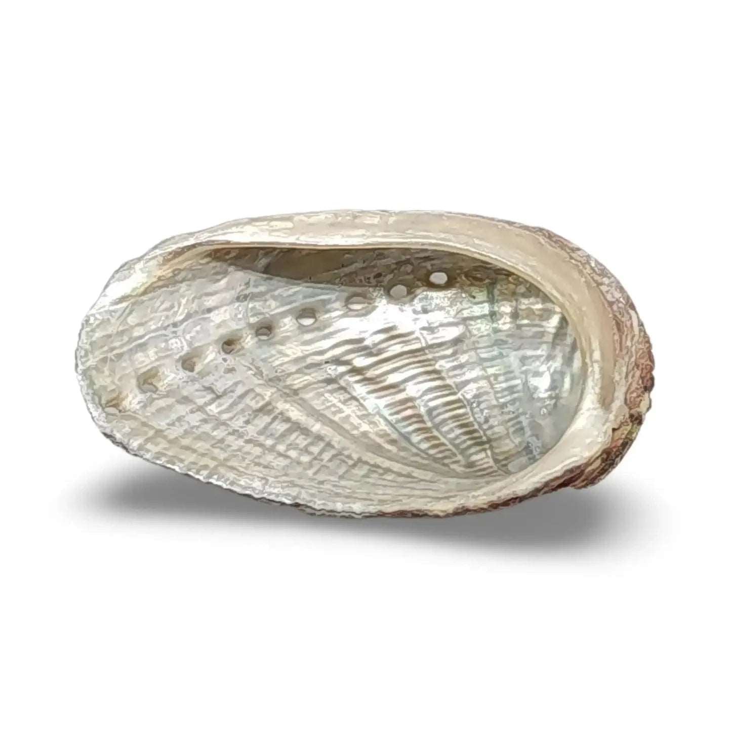 Abalone Shell for Smudging The Bookstore 1