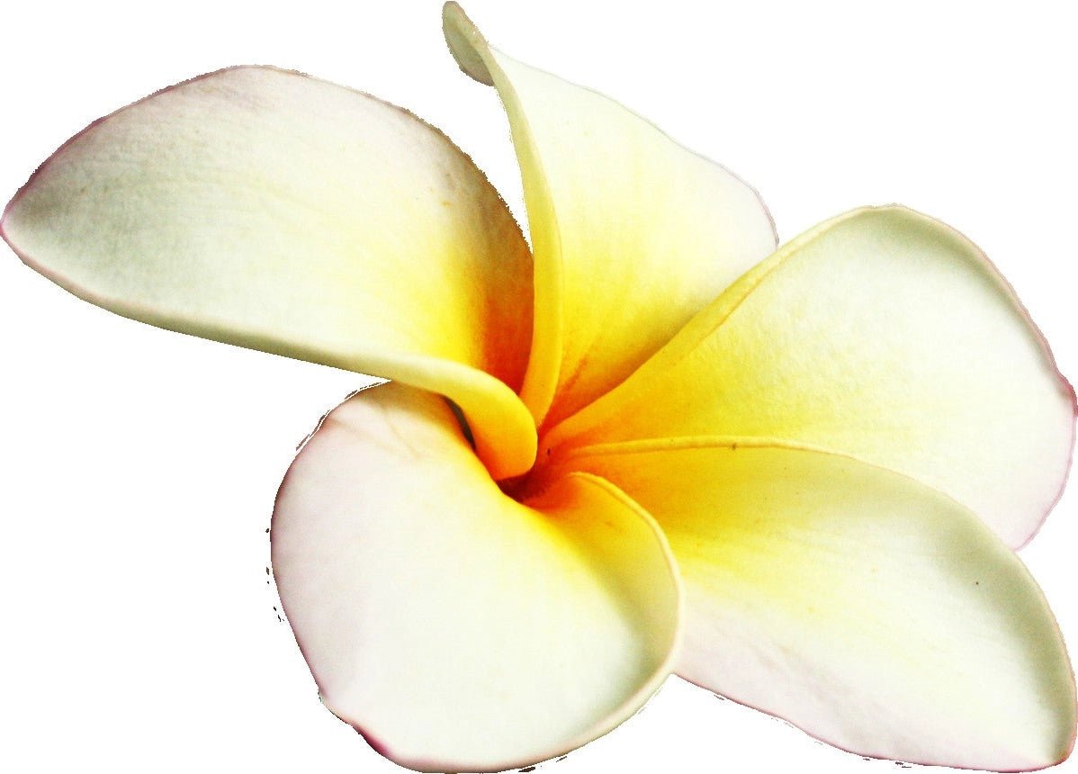 Nag Champa Backflow Incense Cones -8 Cones The Bookstore 1