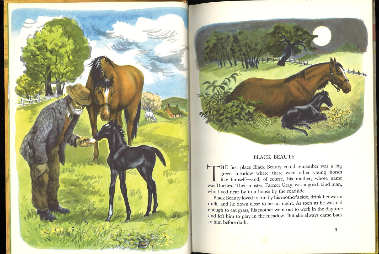 Black Beauty - The Bookstore