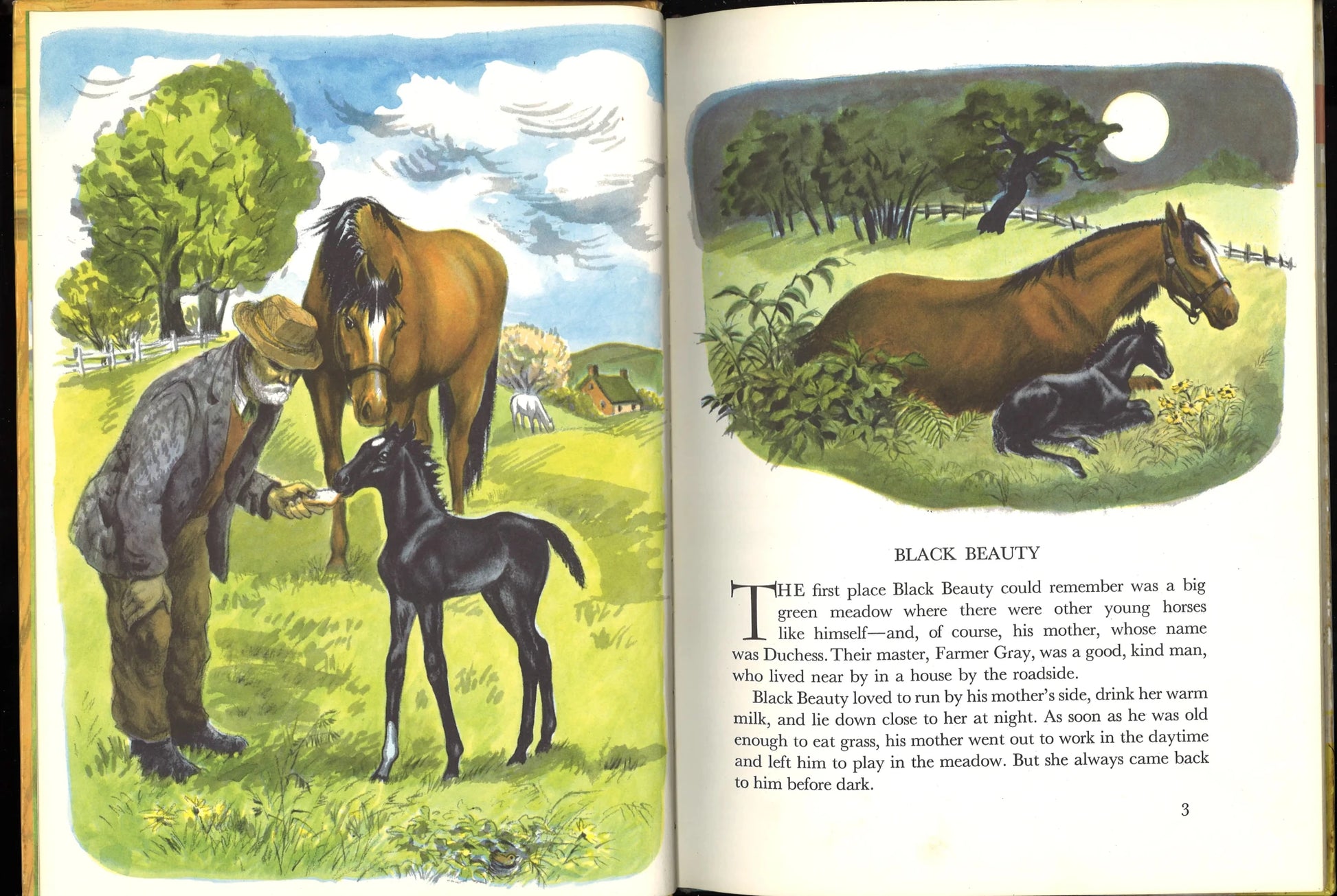 Black Beauty - The Bookstore