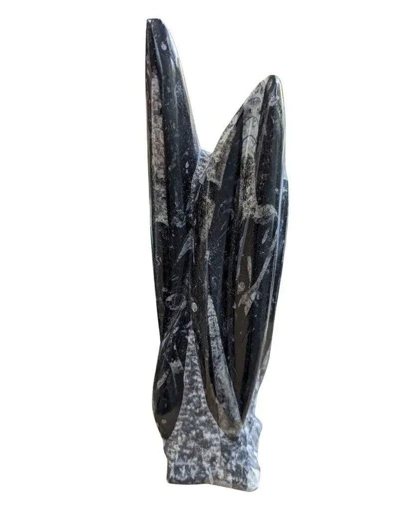 Genuine Orthoceras Sculpture - The Bookstore