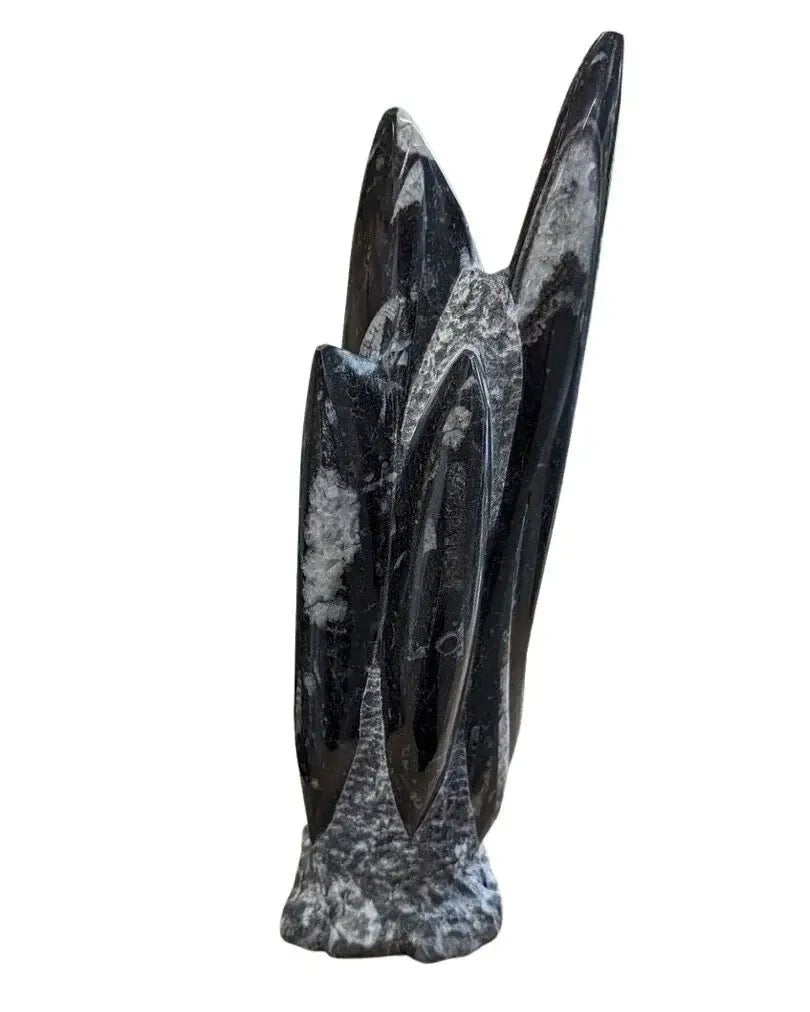 Genuine Orthoceras Sculpture - The Bookstore