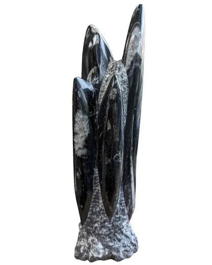 Genuine Orthoceras Sculpture - The Bookstore