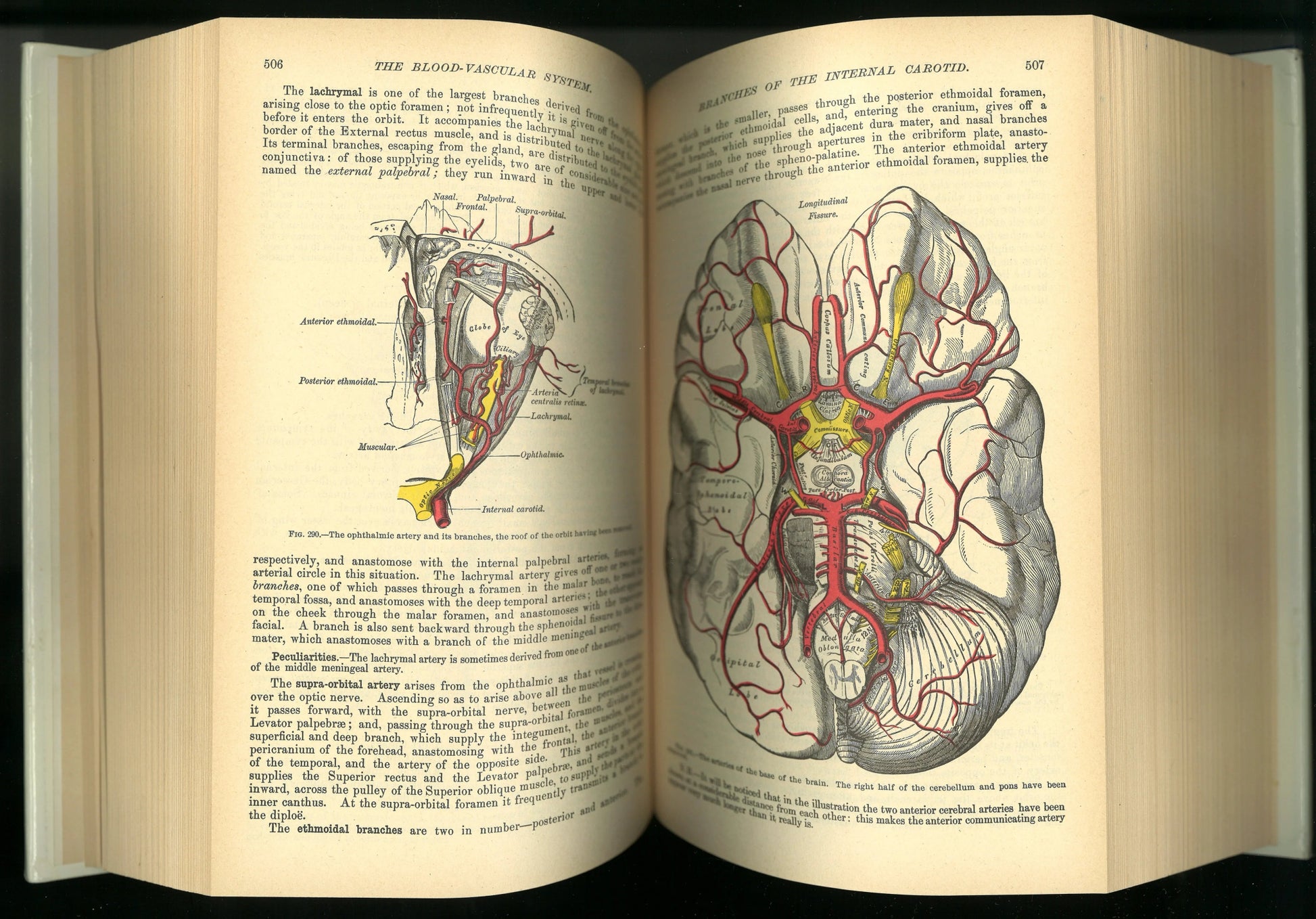 Gray's Anatomy (The Classic Collector's Edition) - The Bookstore