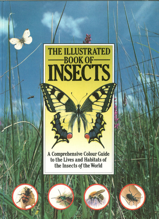 Illustrated Book of Insects - The Bookstore