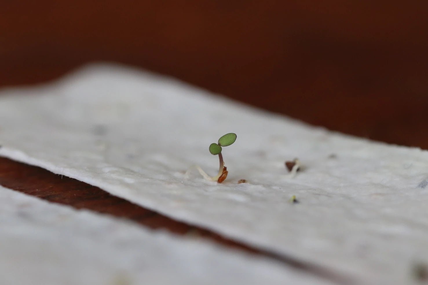 Plantable 2 - in - 1 Bookmark - The Bookstore