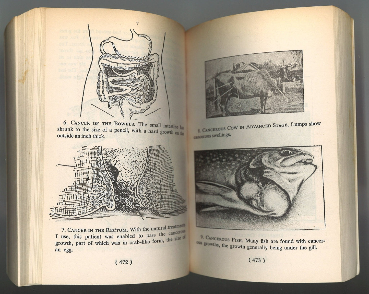 The Original Back to Eden: A Human Interest Story of Health and Restoration to be Found in Herb, Root and Bark - The Bookstore