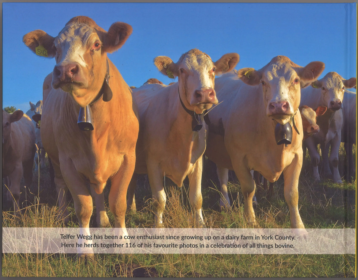 The Secret World of Cows - Signed & Numbered